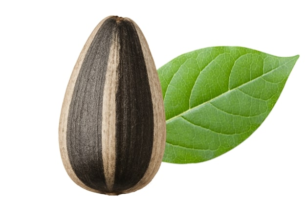 تخمه